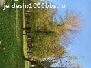 Посудомойщица